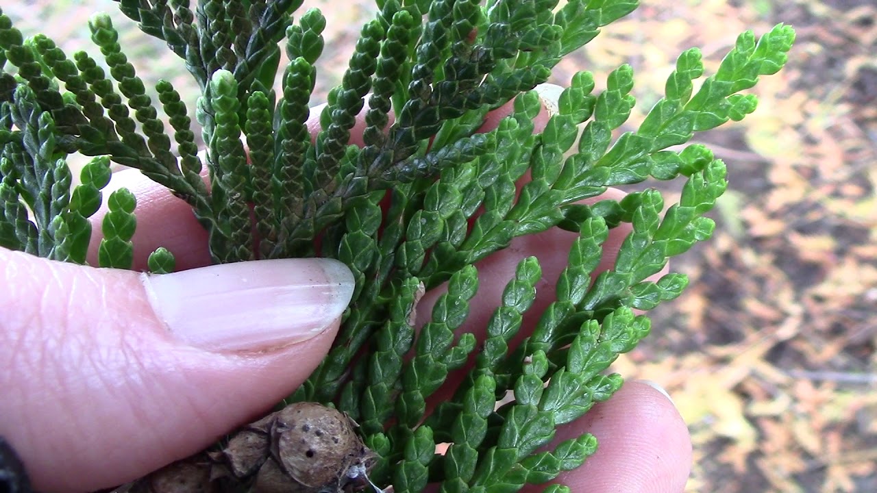 Western red cedar (Thuja plicata)