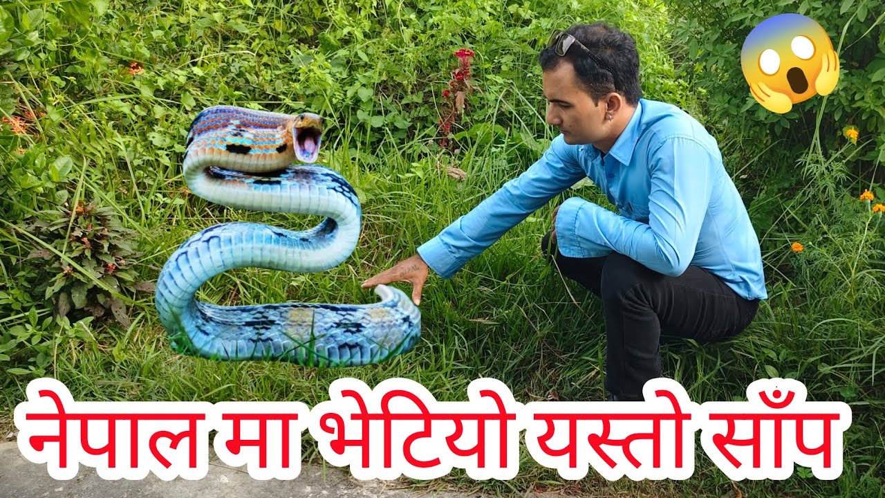 🐍😱 नेपालमा भेटियो यस्तो अनौठो सर्प ! Rare Snake Found in Nepal | Unbelievable Snake Video