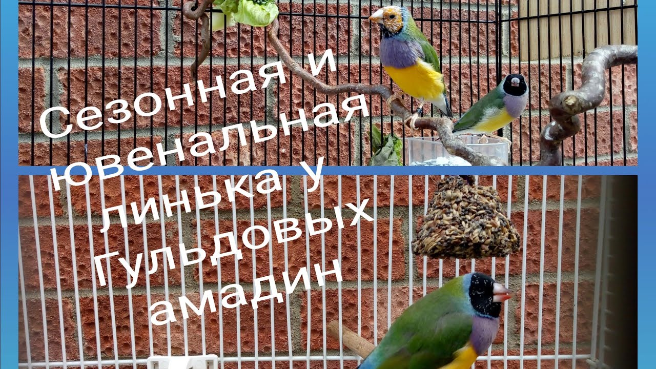 Ювенальная и сезонная линька Гульдовых амадин | Наилучшие минералы во время линьки