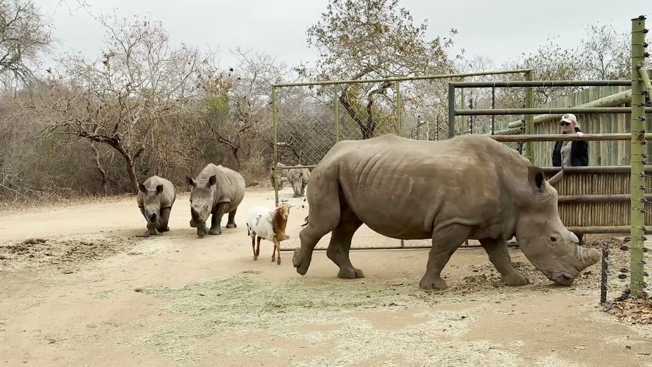 Watch all the rhinos follow in a line behind surrogate mom Esmé