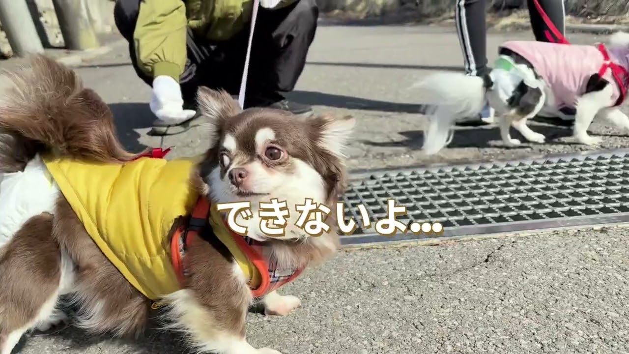 [チワワの挑戦！今日の散歩]チワワのみるく&ちょこ💖