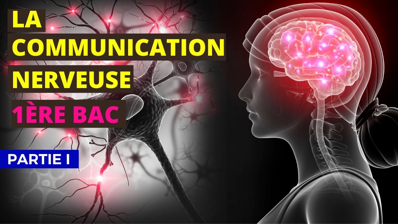La communication nerveuse 1ère bac Partie 1 شرح بالدارجة