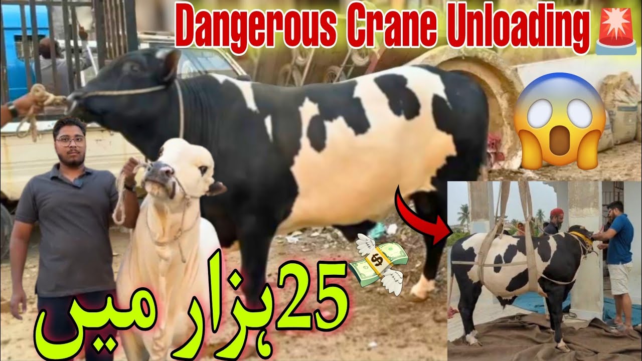 Shah Faisal Colony Qurbani 2026 |Dangerous Crane Se Heavy Bull Unloading |Cow Mandi Special