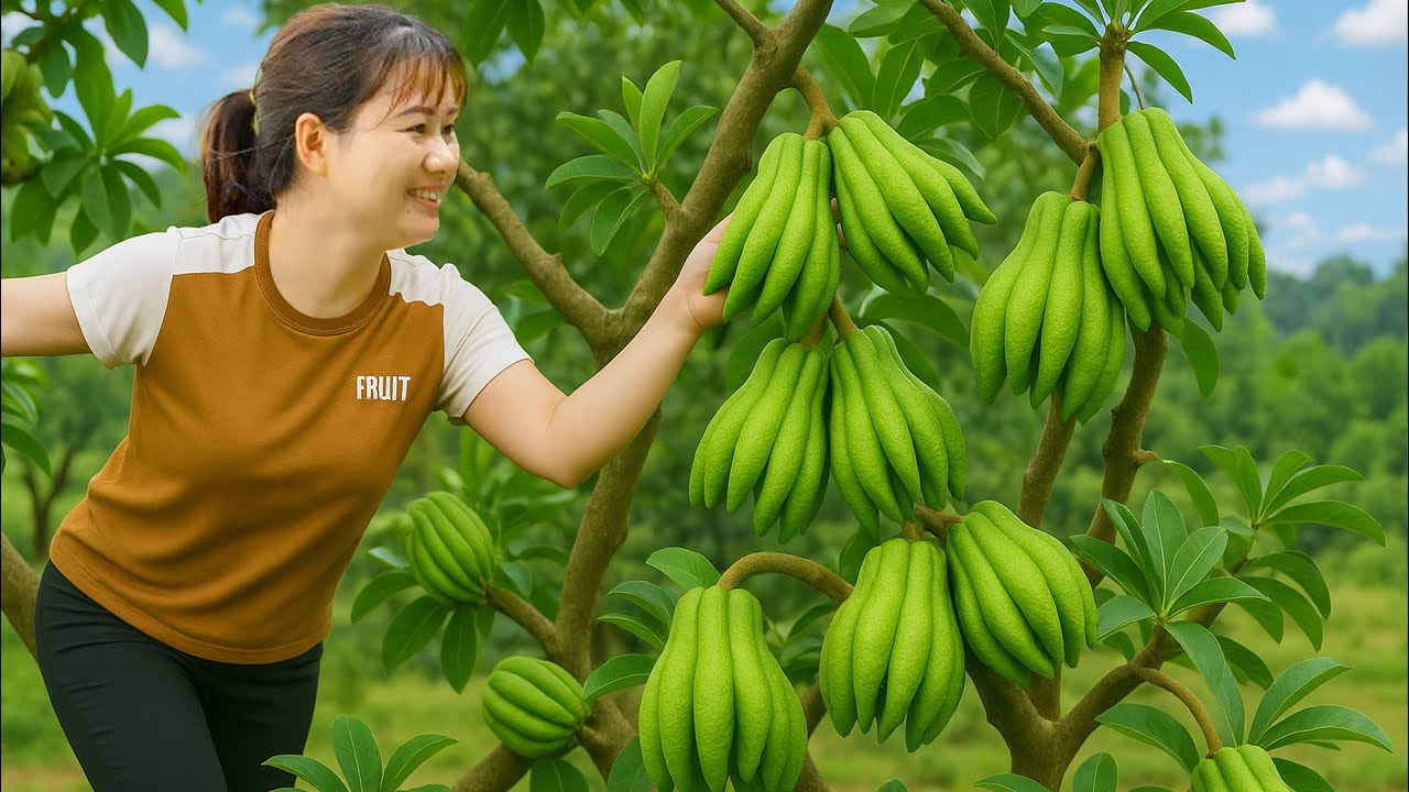 Farm Life | Harvesting Buddha's Finger Fruit Goes To Sell - Delicious Buddha's Finger Fruit Recipe