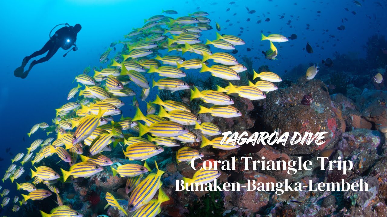 Coral Triangle Trip | Bunaken • Bangka-Likupang • Lembeh | North Sulawesi by Tagaroa Dive