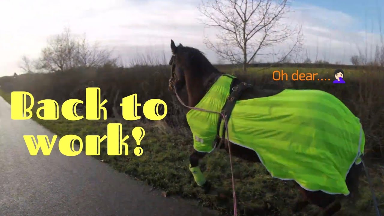 Officially bringing my horse back into work! (GoPro Headcam)