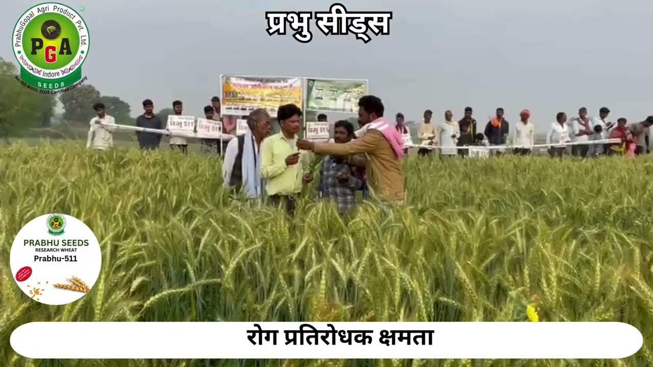 प्रभु सीड्स  प्रभु 511  Best Wheat Variety In India