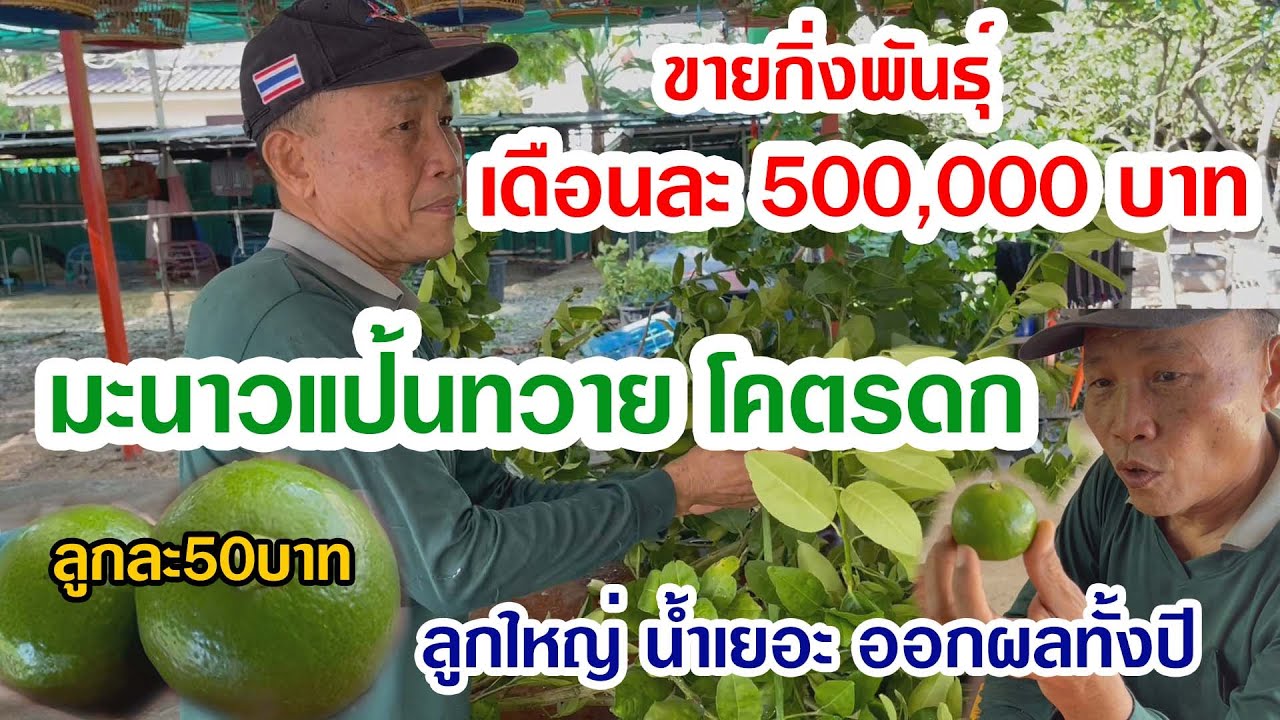 มะนาวแป้นทวายโคตรดก ขายกิ่งพันธุ์ได้ 500,000บาท ต่อเดือน  อดีตพลร่มป่าหวาย.. ปลูกมะนาวในพื้นที่1ไร่