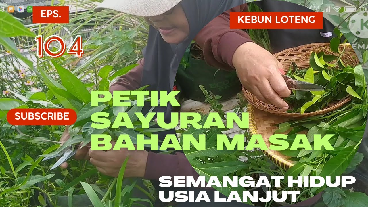Eps. 104: Kebun Loteng; Petik Sayuran Keperluan Masak; Semangat Hidup Usia Lanjut