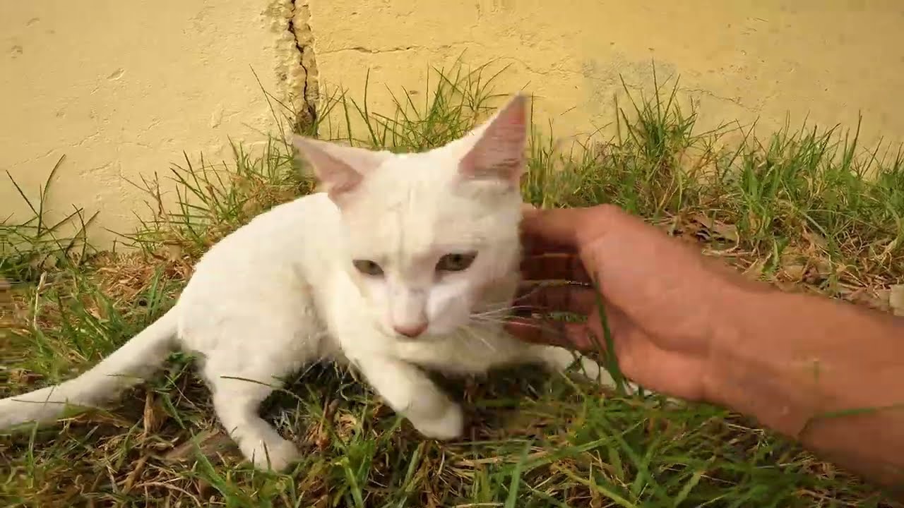 A poor white cat sitting alone on a homeless street