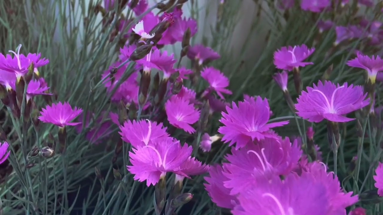 Spring is here! On 'The Garden Show' ep.1943