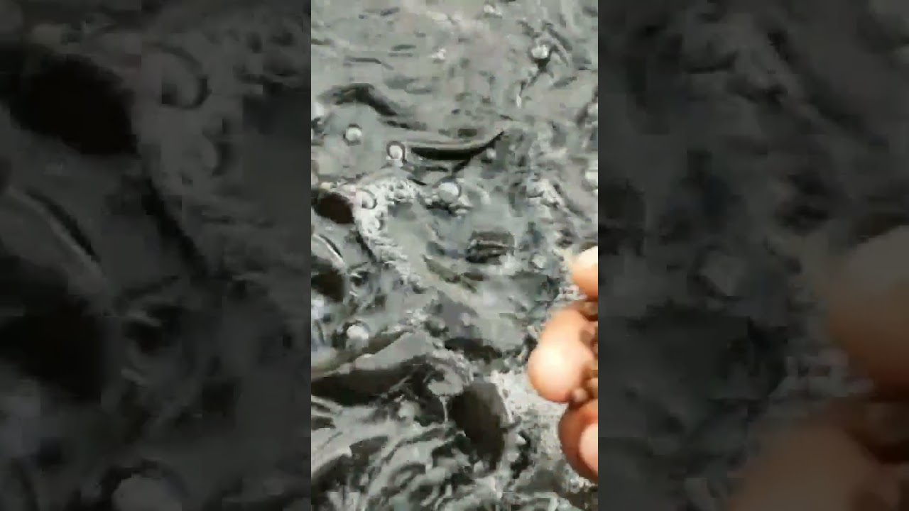 comportement des sujets lorsque l'aliment est app&eacute;tant!