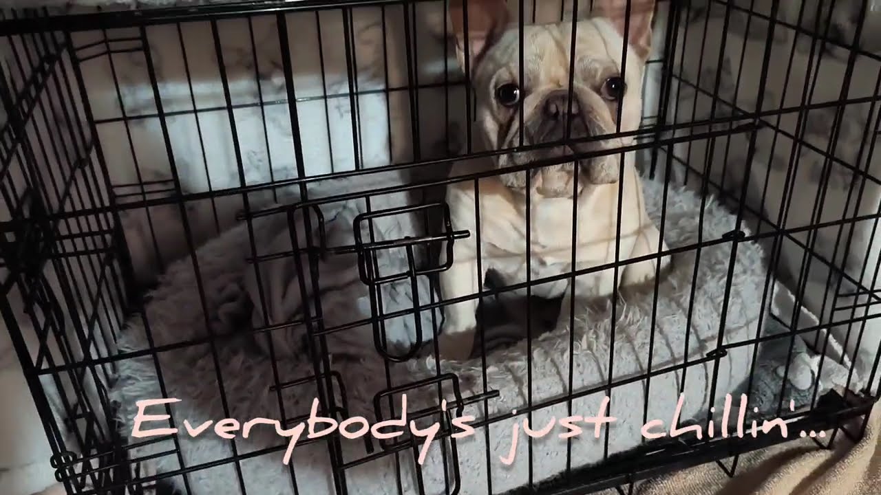 Frenchies hunkering down