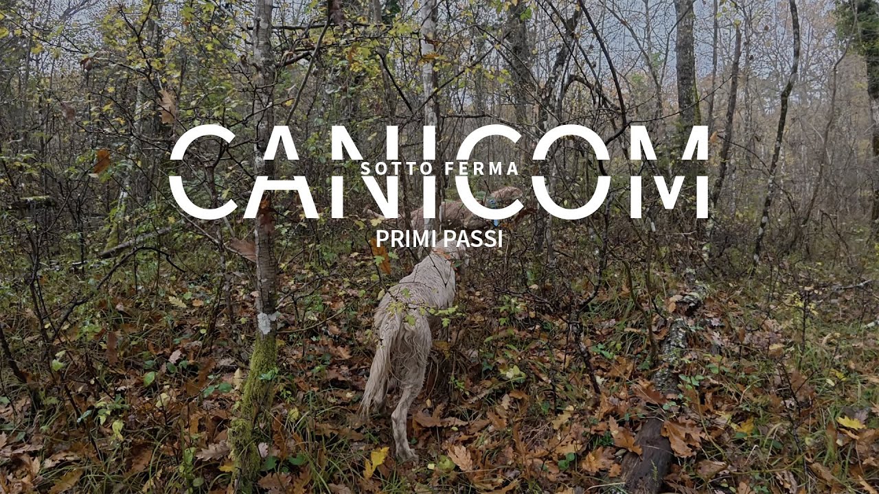HUNTING WITH CANICOM | Sotto Ferma | I Primi Passi