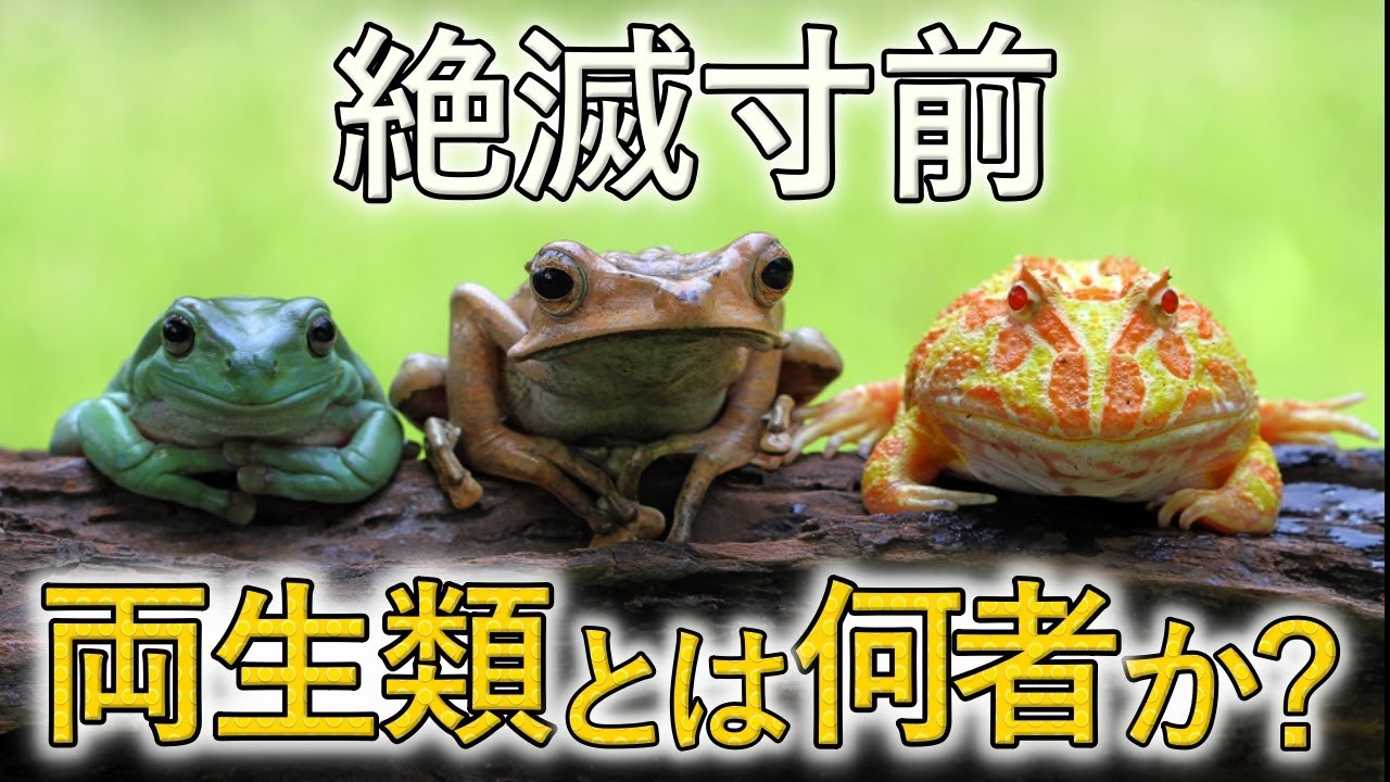 なぜ絶滅寸前なのか！？「両生類」とは何者か？を解説