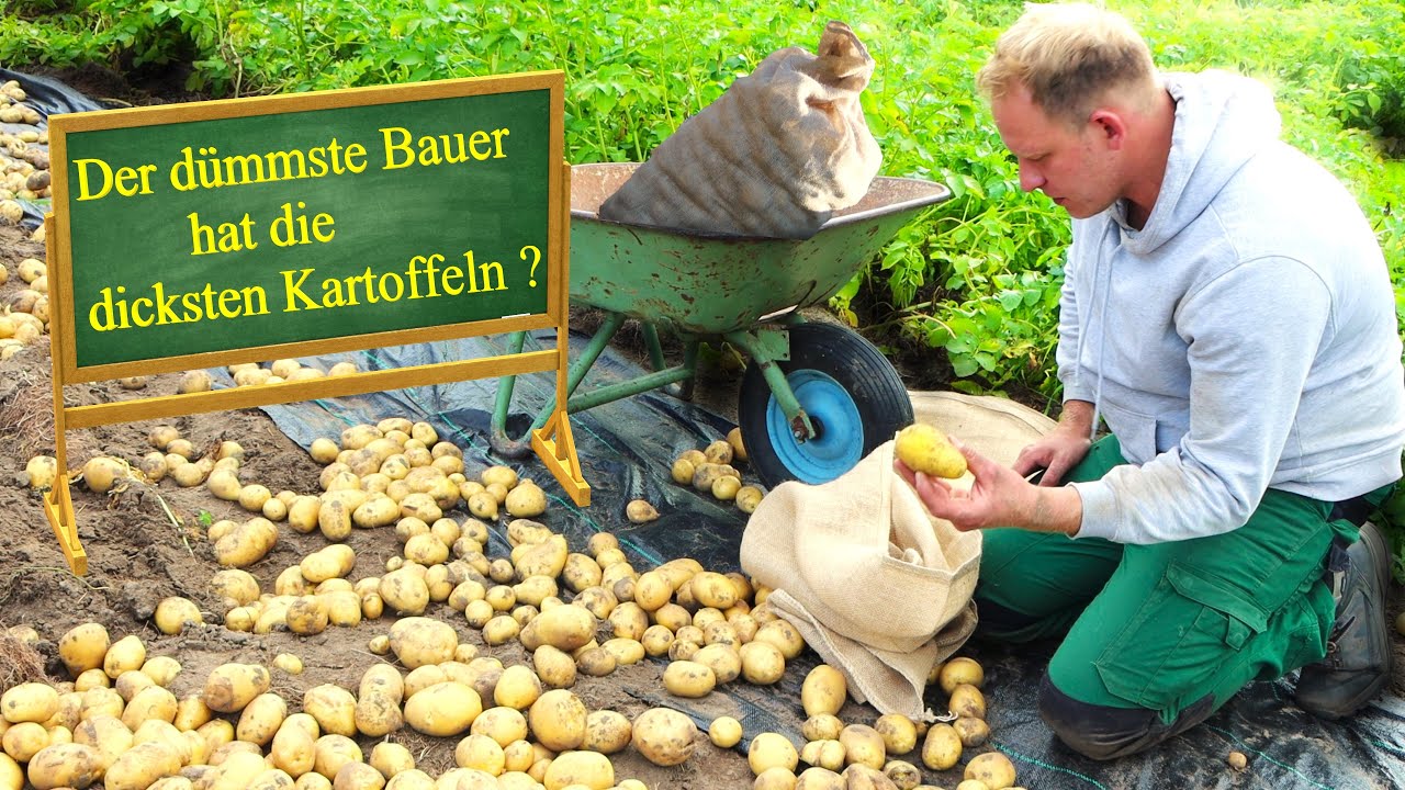Garten im Juli | Frühkartoffel Solist