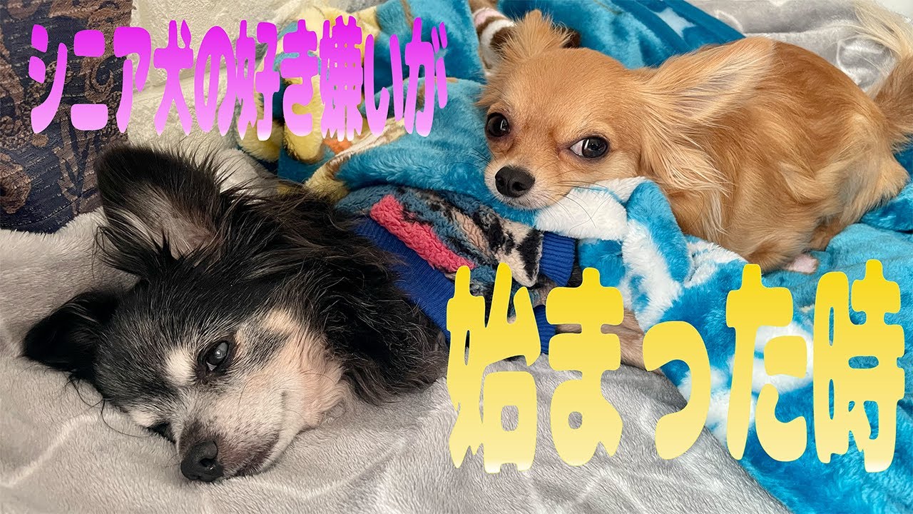 【老犬介護】シニア犬がご飯を食べなくなったので手作りしてみました