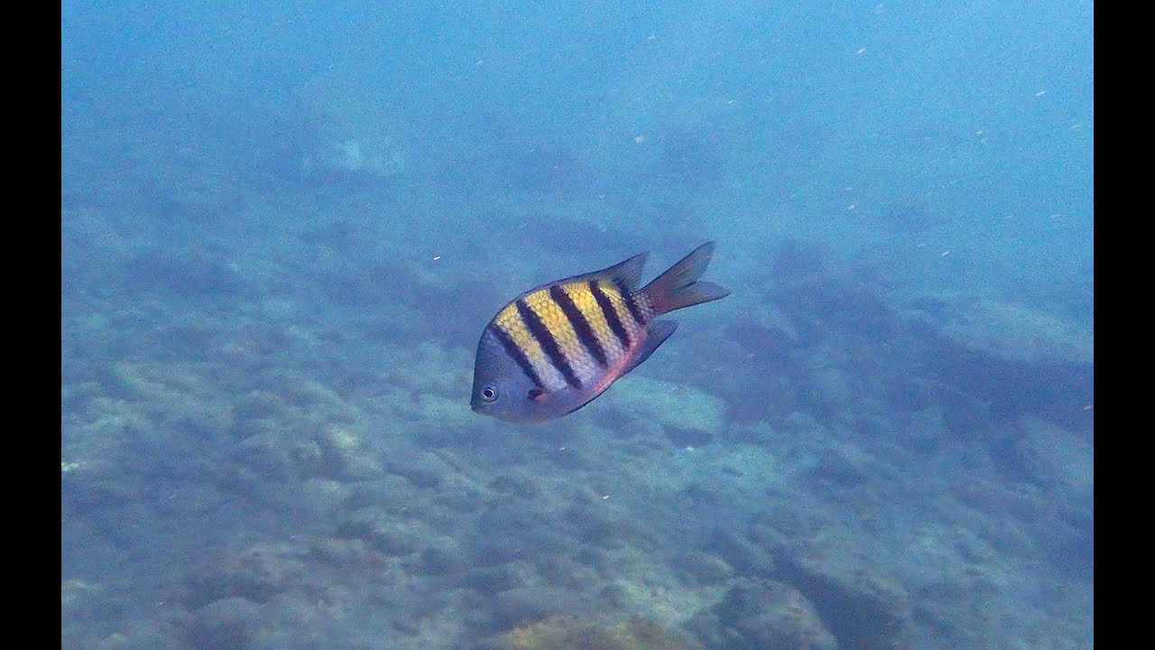 La fula tropical en el mar de Canarias