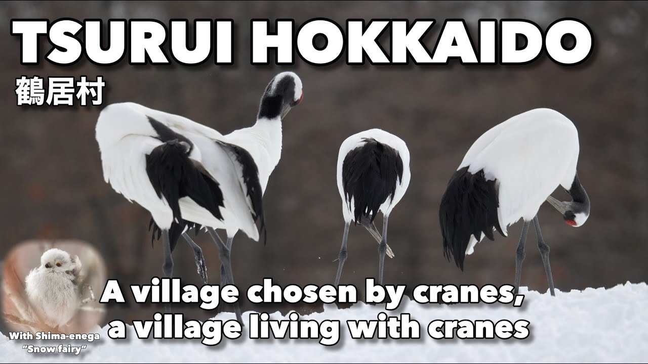 Tsurui Hokkaido - Japan’s most beautiful village chosen by cranes
