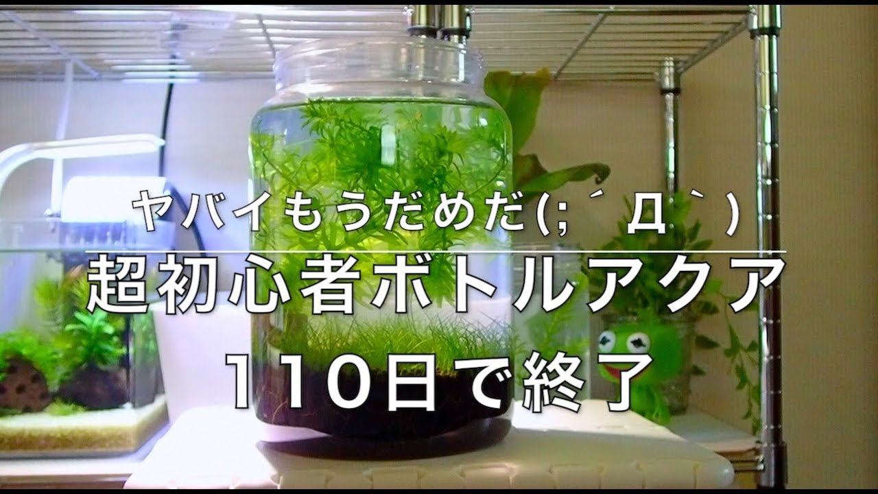 ミナミヌマエビ 初心者のボトルアクア110日で終了