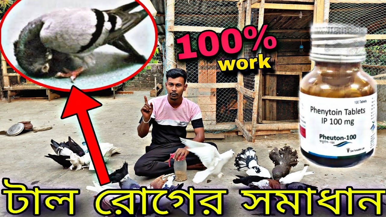 এক সপ্তাহে পায়রাকে টাল রোগ থেকে মুক্ত করুন🔥#myworldpigeon#Petscare