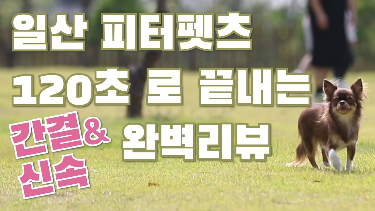 [애견운동장] 피터팻츠 100% 제대로 즐기는 법 라떼&쿠키 영상으로 확인해주세요! /카페리뷰