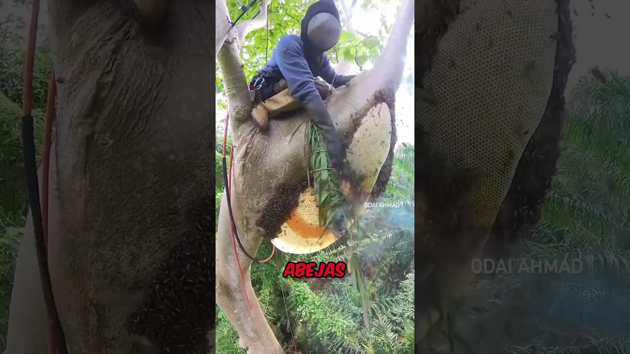 Retiran Colmenas De Abejas Con Las Manos 😱