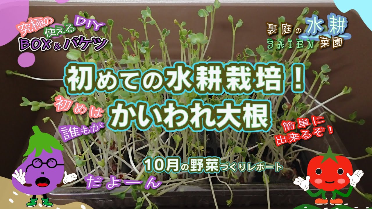 【裏庭の水耕菜園＃47】かいわれ大根を育てよう！+１０月の野菜作り結果