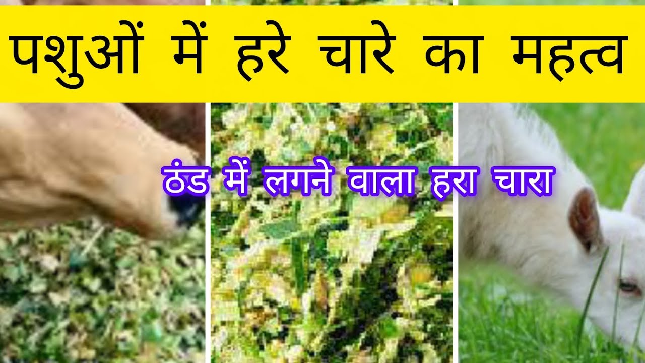 October November mein lagane wala pashuon ka hara chaara green fooder in winter season#greenfodder