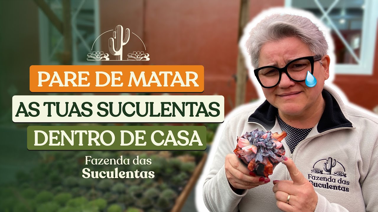 OS SEGREDOS PARA NÃO MATAR TUA SUCULENTA DENTRO DE CASA