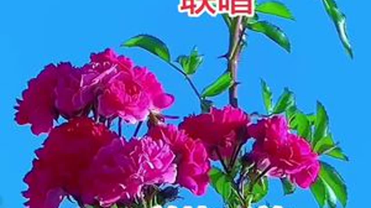 #晒晒你拍的花