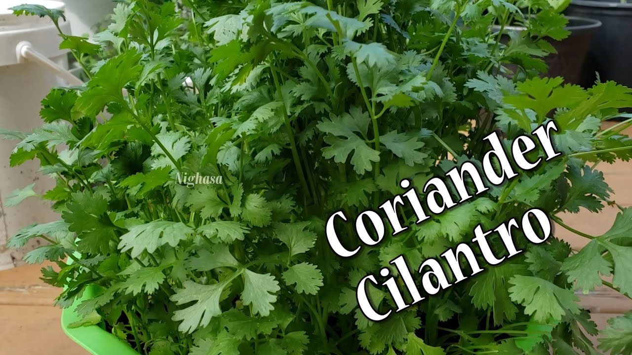 కొత్తిమీర గుబురుగా ఎలా పెంచాలి|How to grow Coriander at home|Tips to grow Cilantro from seed Nighasa