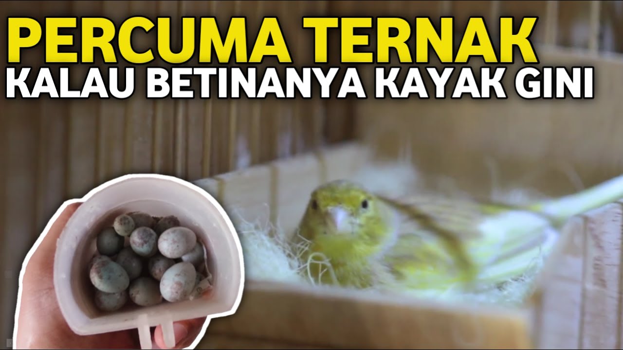 4 TANDA INDUKAN KENARI SUDAH JELEK PRODUKSINYA