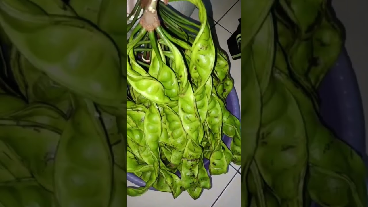 OLEH-OLEH HASIL TANI DARI MERTUA