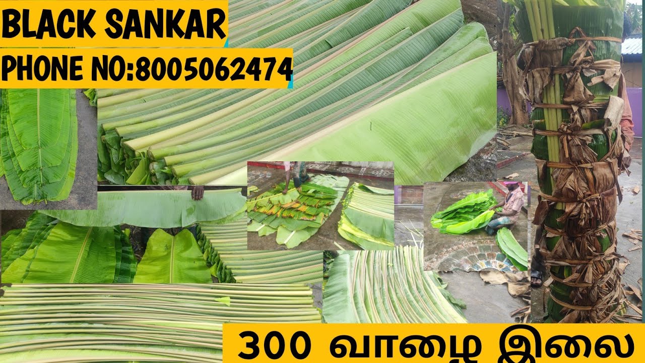 வாழை இலை/ 300 இலை🌿/பிளாக் சங்கர்/விவசாய்/🍃🌱