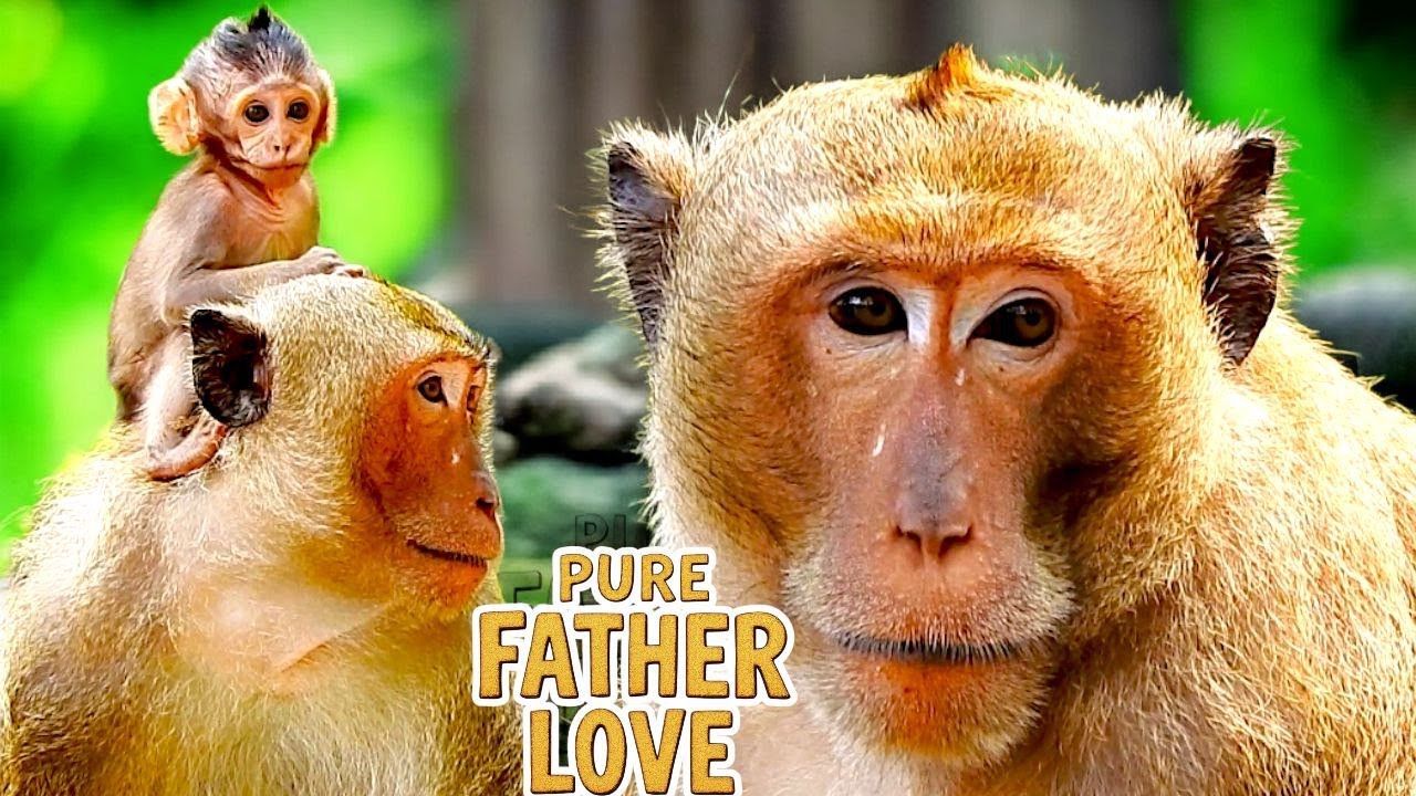 Pure Heart of YAMASAKI 💛 Dad YAMASAKI Cares for Baby BESSIE After Mom BUTTON Goes Missing!