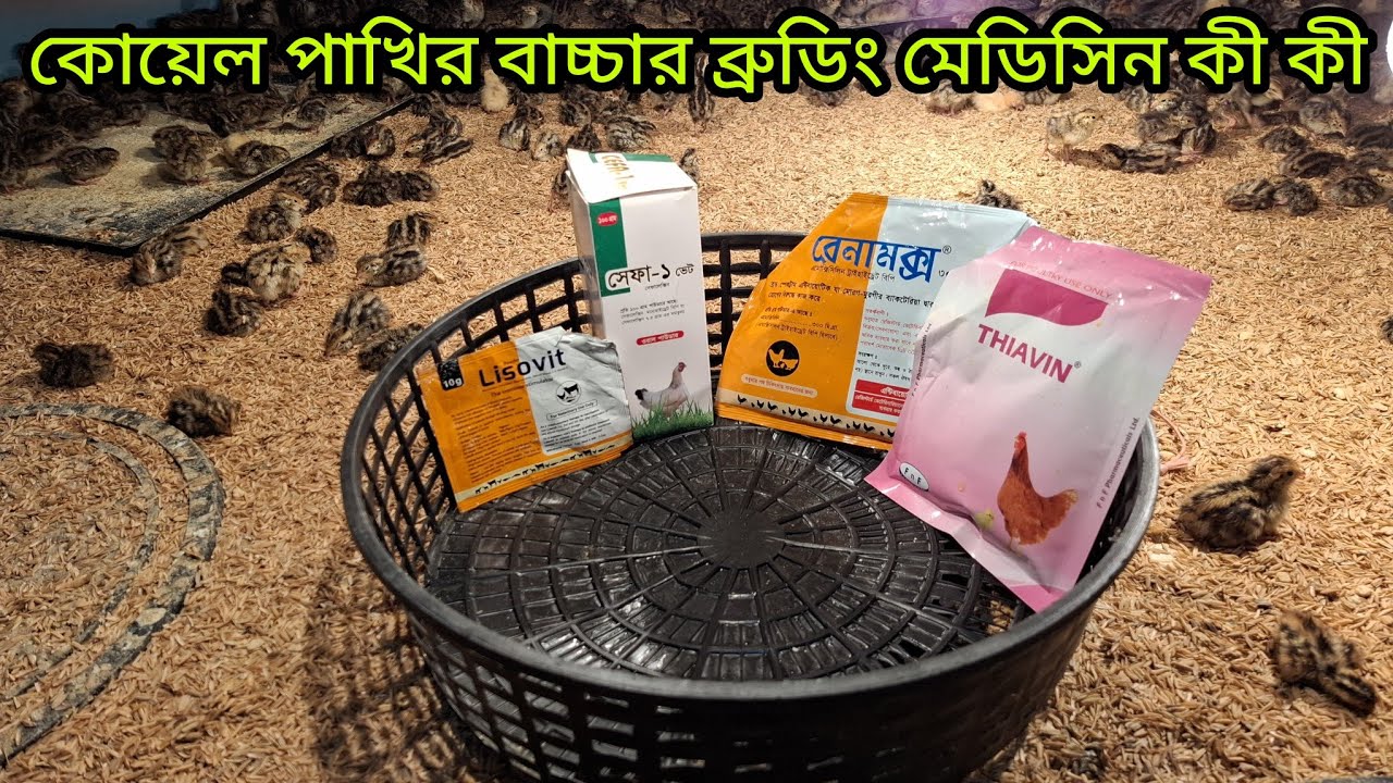 কোয়েল পাখির বাচ্চার ব্রুডিং মেডিসিন কী কী।কোয়েল_পাখি_পালন#farming