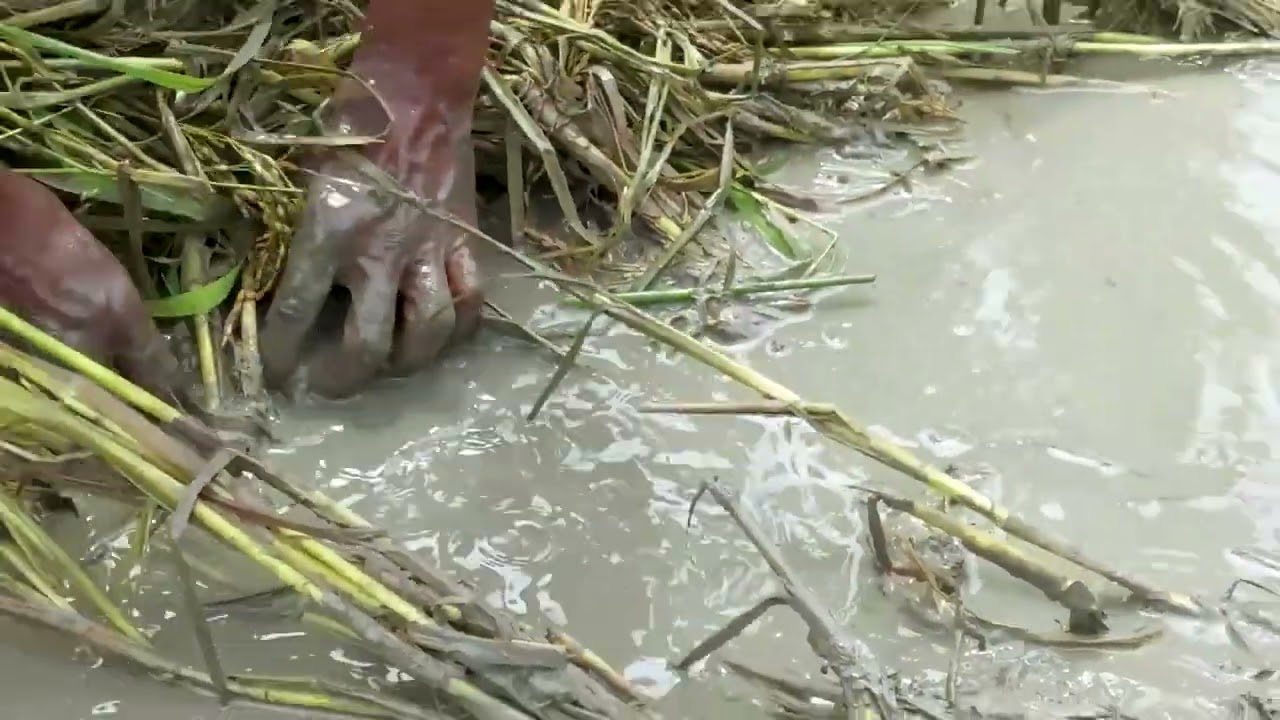 வயல்மீன் பிடித்தல் 🐟 | Field Fishing in Monsoon 🌧️ | Authentic Village Food 🔥
