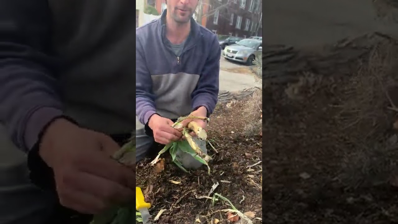 Extend the life of your leeks!