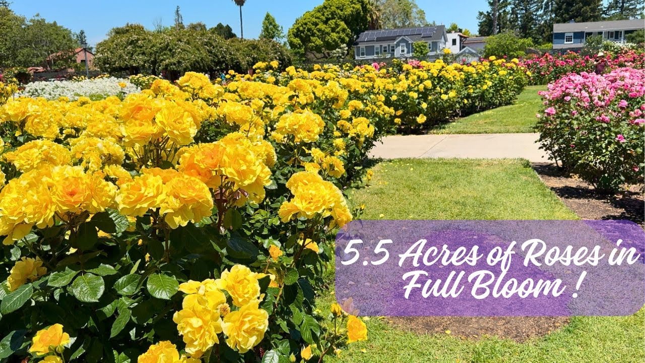 San Jose Rose Garden 🌹 | America&rsquo;s Best Rose Garden in 4K!