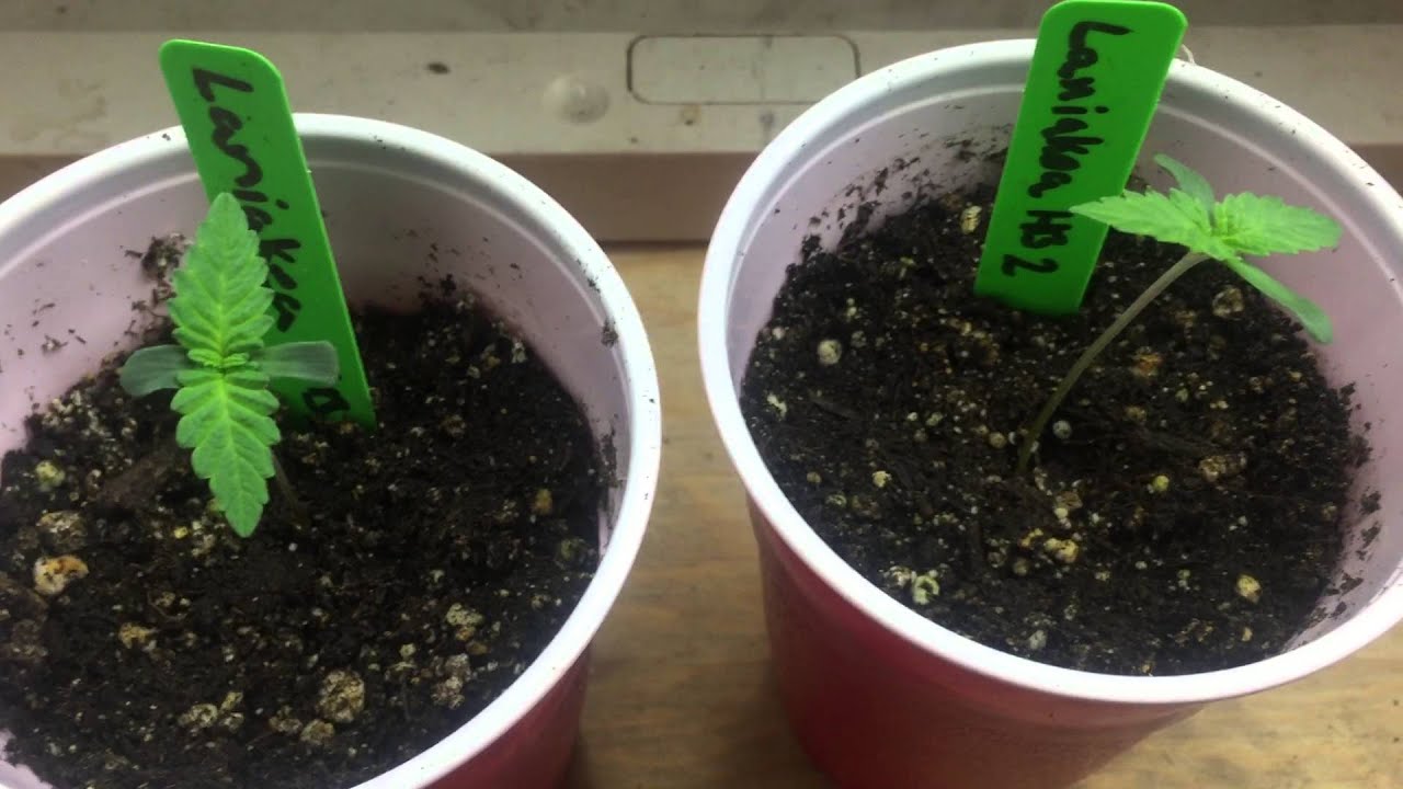 Hibrix seeds in hibrix soil