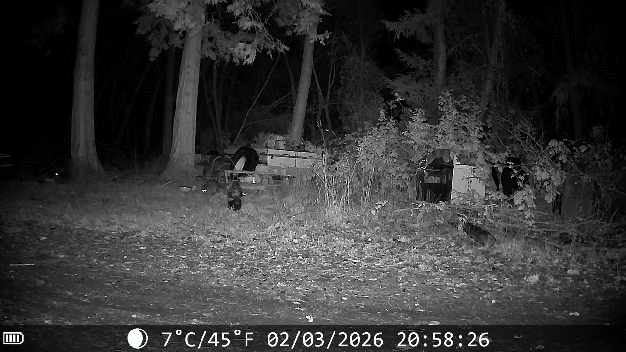 Raccoons and a skunk