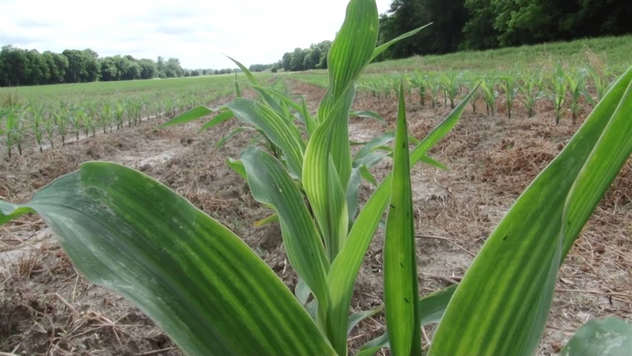 How To Build a Corn Maze