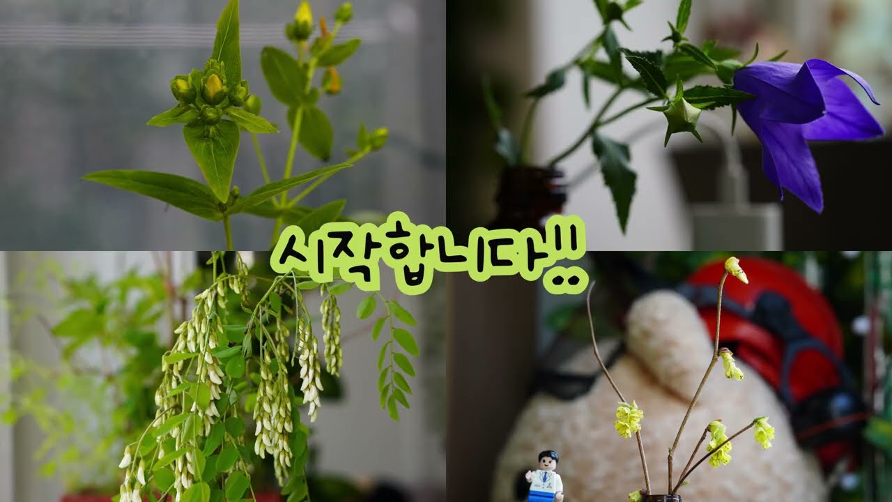 개화 타임랩스 망했다! 조회수도 망했다!