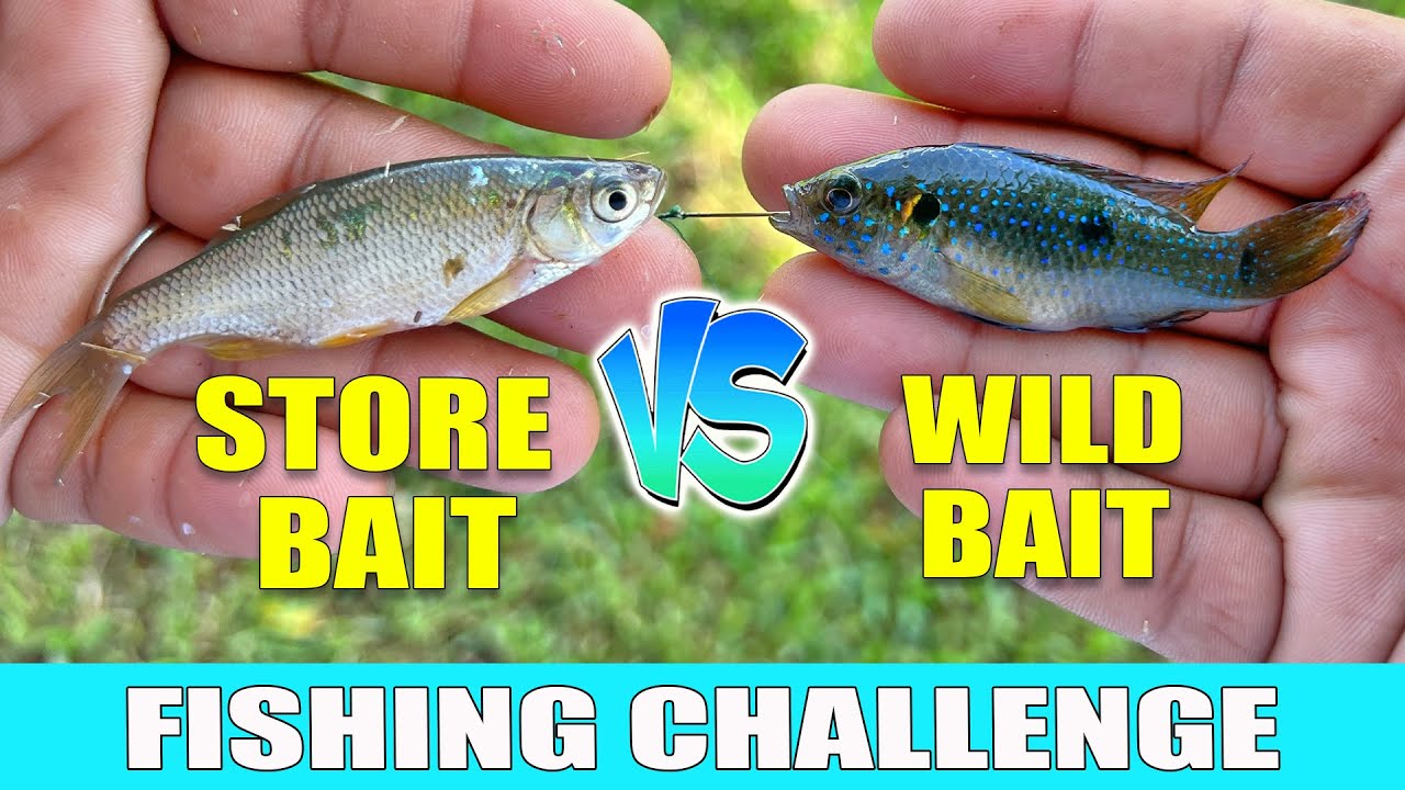 WILD BAIT vs STORE BAIT Fishing Challenge!!!