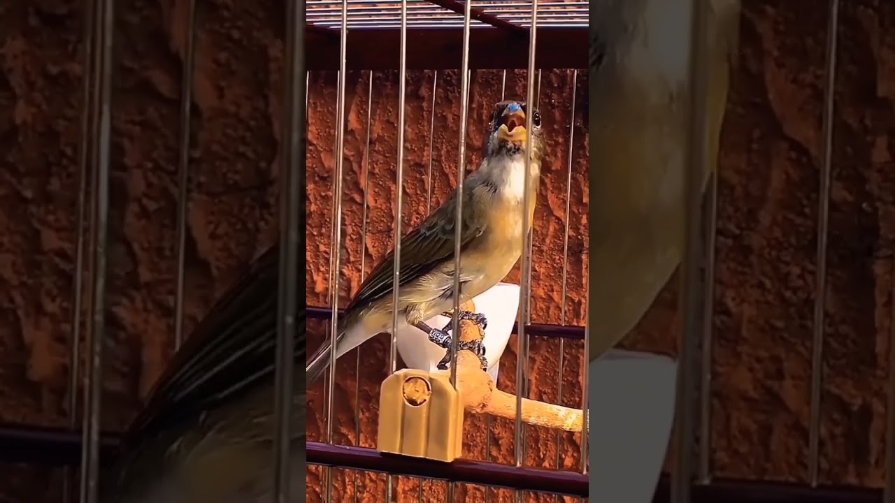 Coleiro Pardo Tui Tui