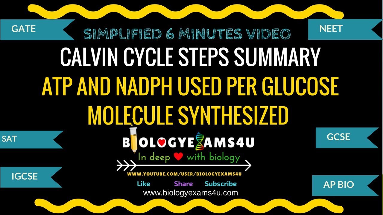 Calvin cycle Steps Summary - ATP and NADPH used per glucose molecule synthesized | Photosynthesis