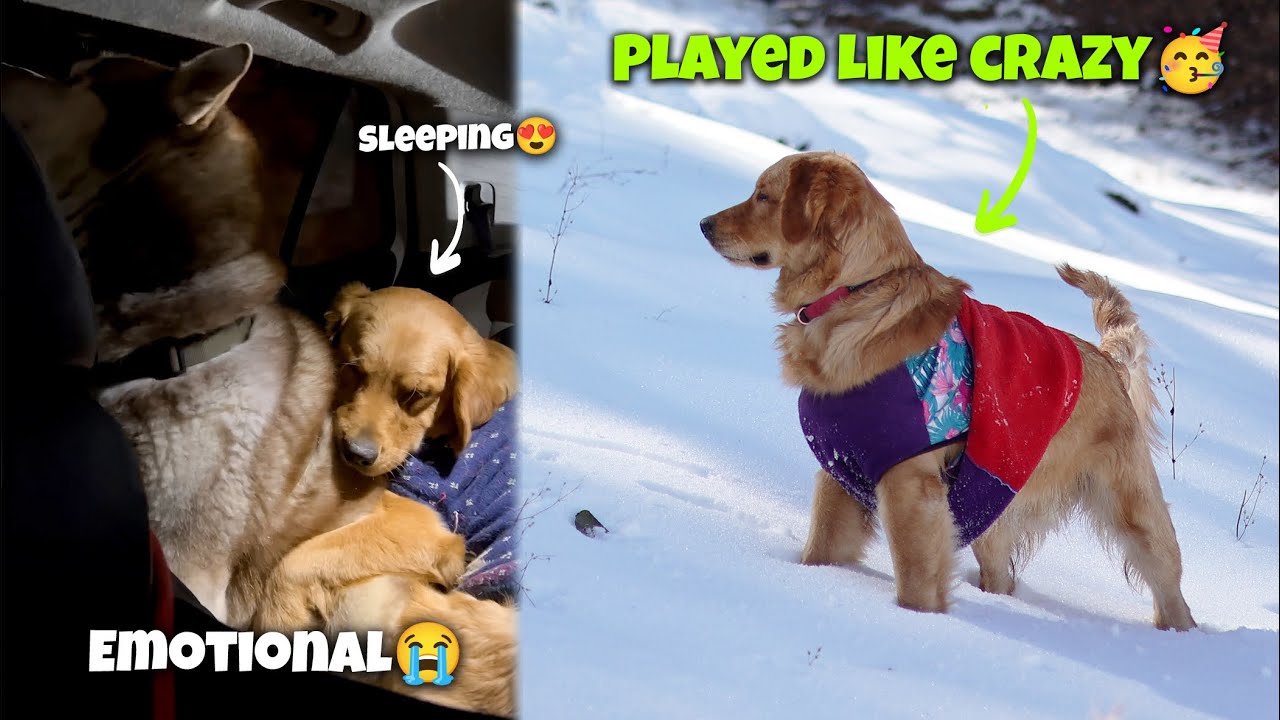 Max ne aaj emotional kardiya 😭😍 CRAZY SNOW ADVENTURE 😍 | THE HIMALAYAN HUSKY