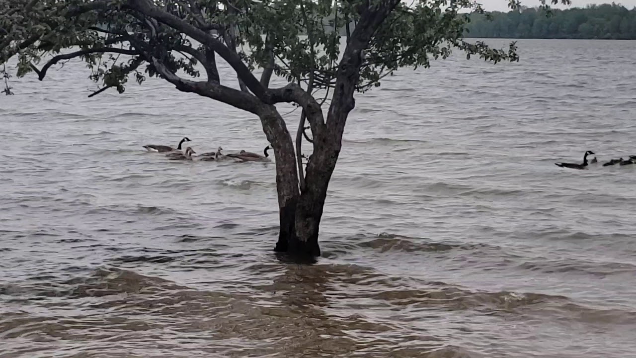 Alum Creek Dog Park May 2020