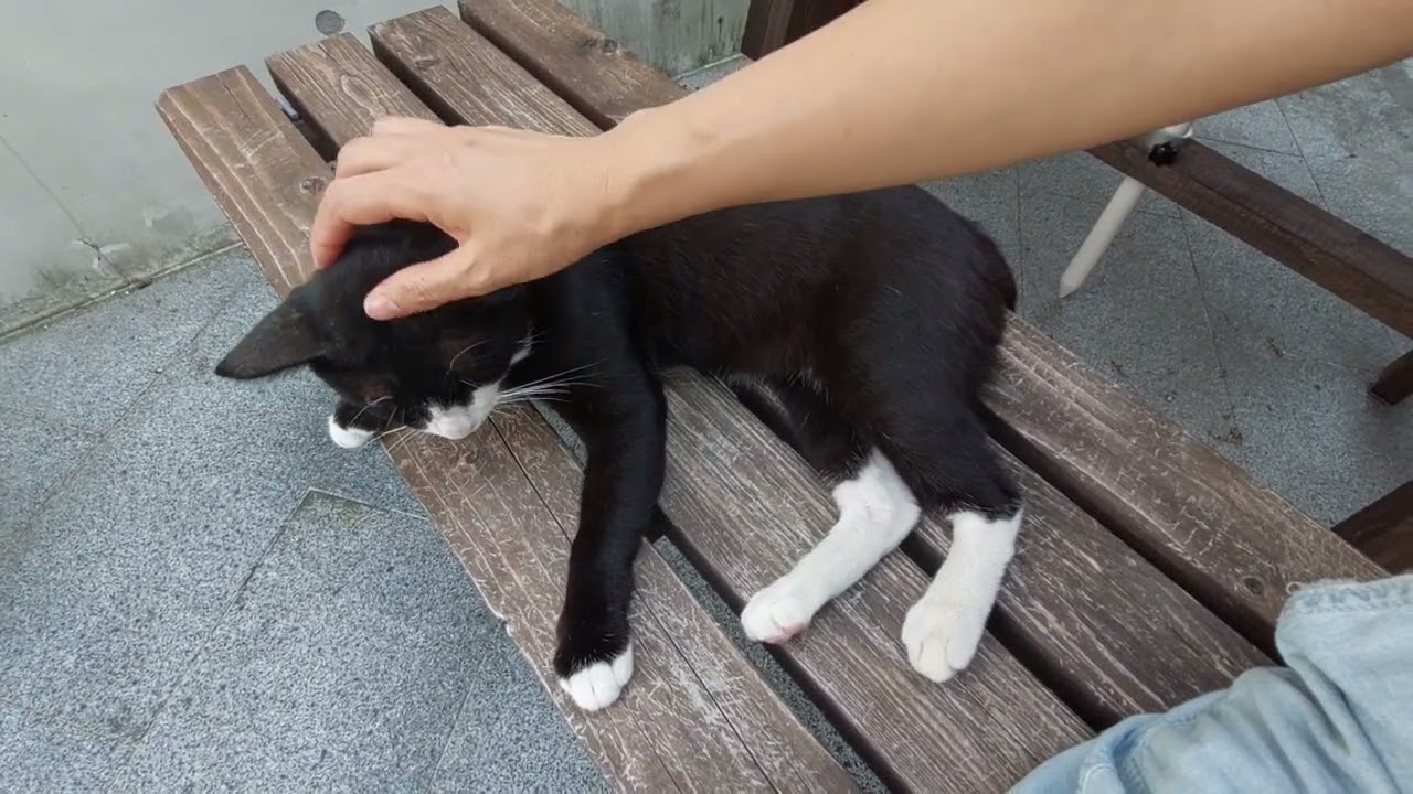 마당에 사는 한국 고양이